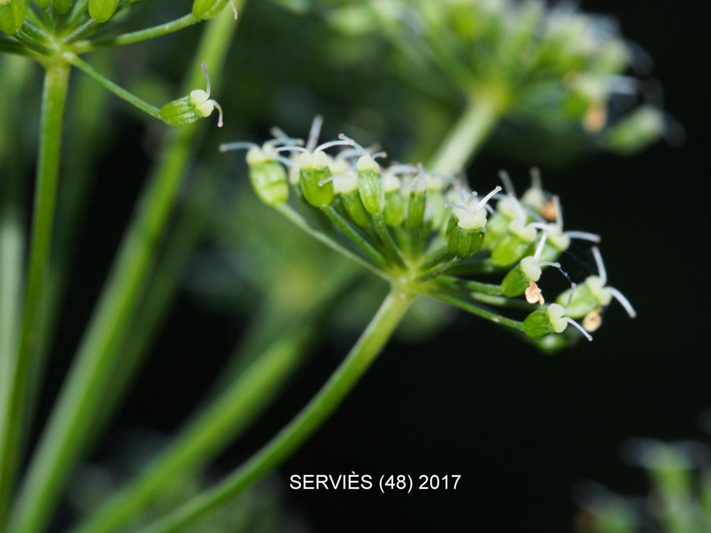 Ground-elder fruit